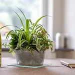 Bethanie Apartament Steige